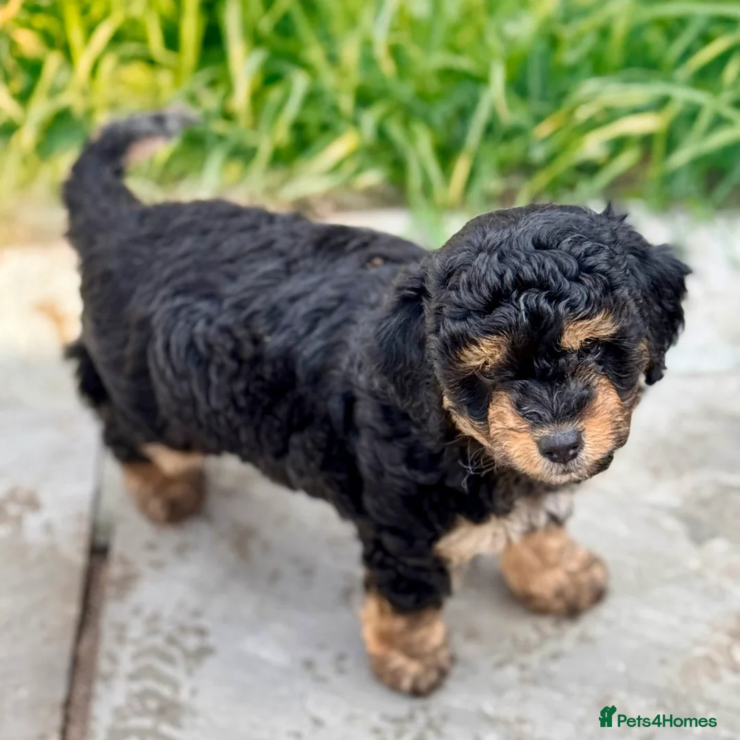 Aussiedoodle dogs for sale: F1b Miniature Aussiedoo puppies - Advert 2