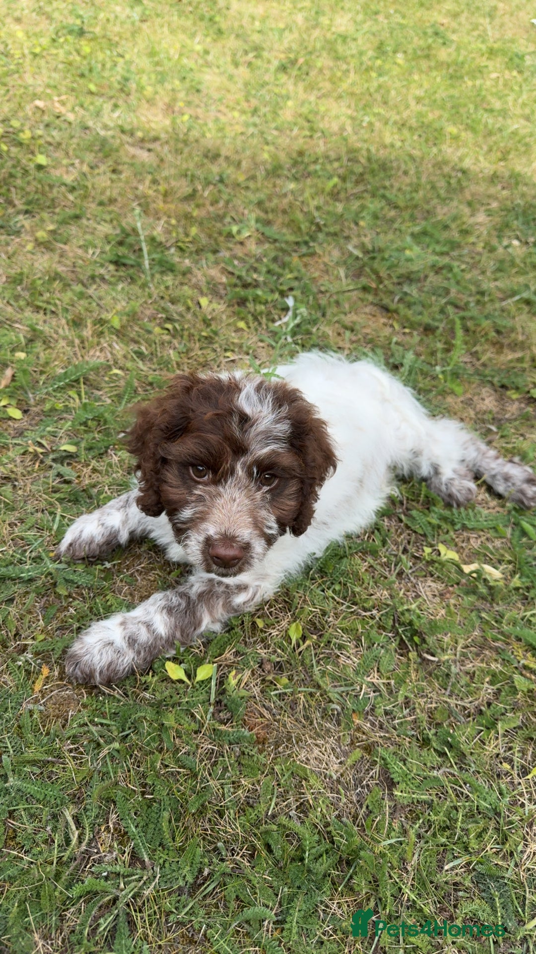 Cockapoo dogs for sale: F1 cockapoo puppy  - Image 3