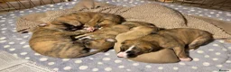 Whippet dogs for sale: KC whippet puppies - Advert 1