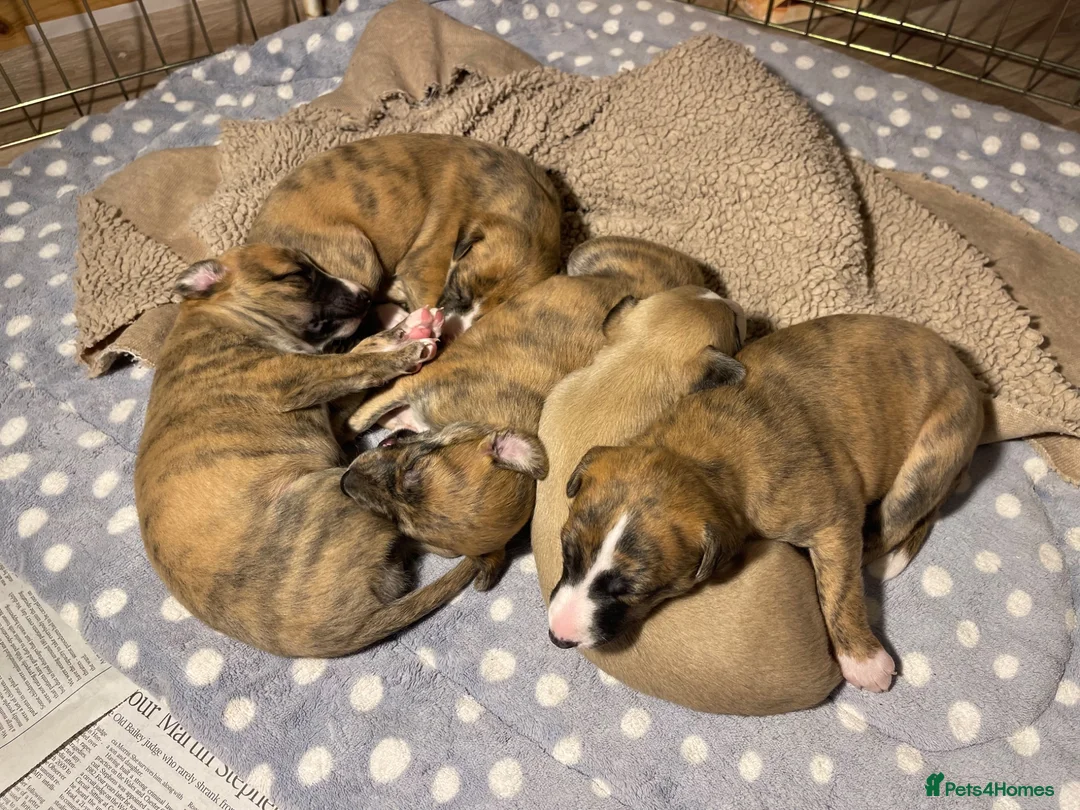 Whippet dogs for sale: KC whippet puppies - Advert 1