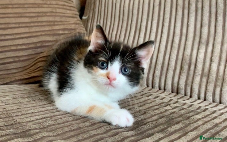 Mixed Breed cats for sale: Cute kittens ready now - Advert 4
