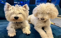 Mixed Breed dogs for sale: Gorgeous Westiepoo Puppies! - Image 12