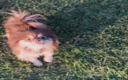 Pomeranian dogs for sale: Kc registered Pomeranian puppies - Image 8