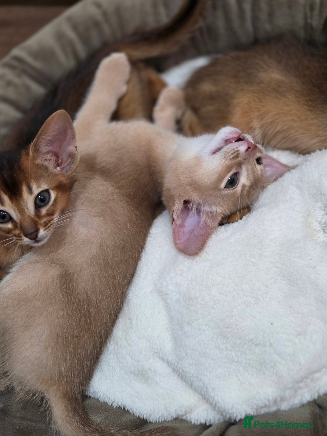 Abyssinian cats for sale: Gorgeous Tica  Abyssinian Kittens  - Advert 16