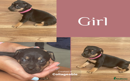 Mixed Breed dogs for sale: Beautiful French wieners  - Image 5