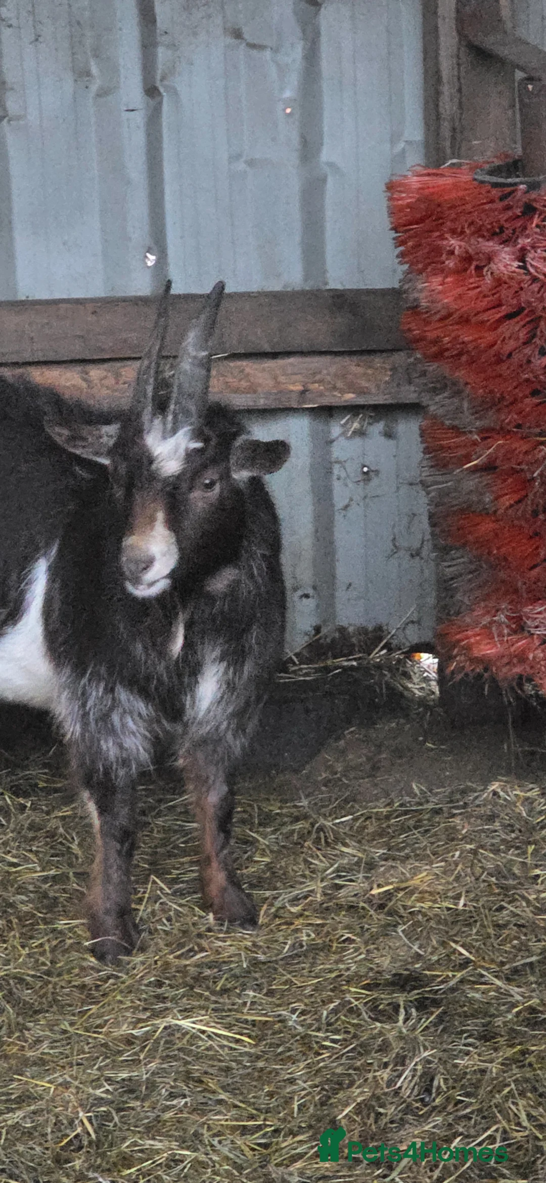 Goats livestock for sale: Pygmy billy  in Crook - Advert 2