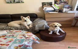 Golden Retriever dogs for sale: CREAM KC REG GOLDEN RETRIEVER TOP BLOODLINE  - Image 5