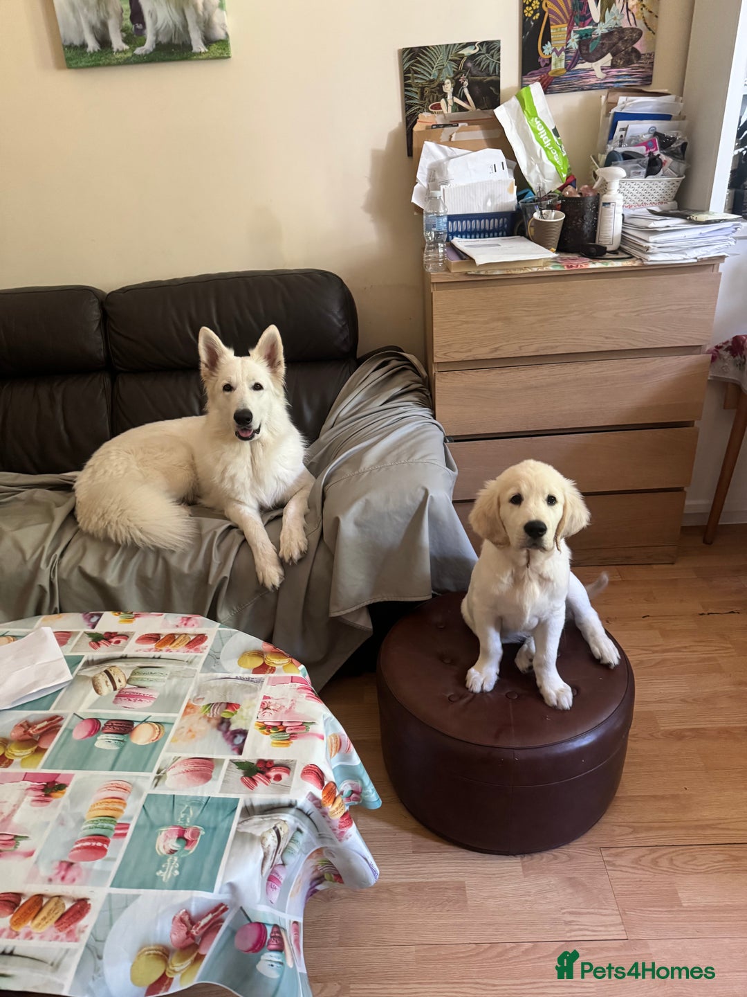 Golden Retriever dogs for sale: CREAM KC REG GOLDEN RETRIEVER TOP BLOODLINE  - Image 5