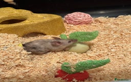 Mouse rodents for sale: 2 female fancy mice for sale  - Image 3