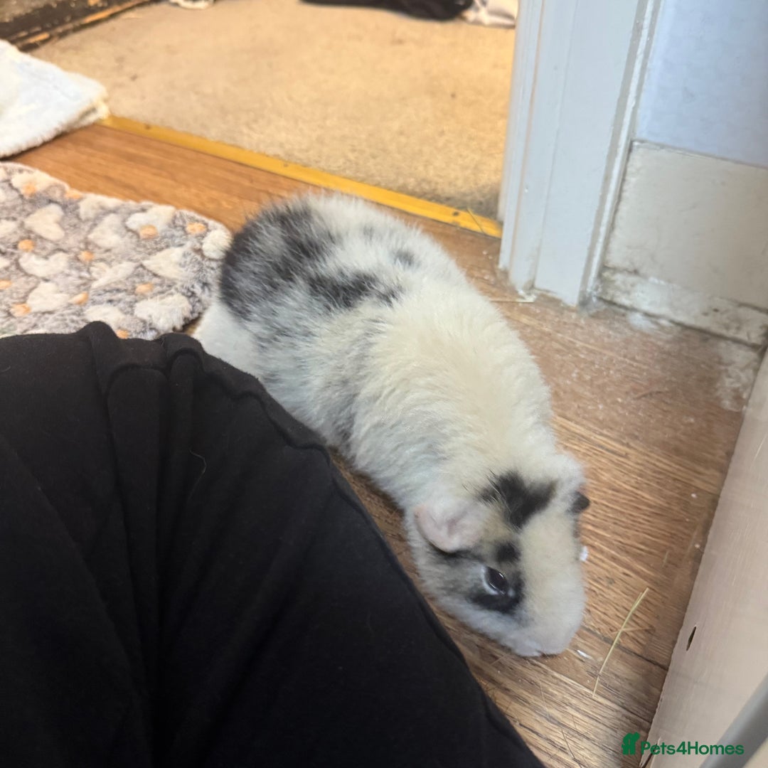 Guinea Pig rodents for sale: Bumble & Mochi Two Loving Male Guinea Pigs  - Image 5