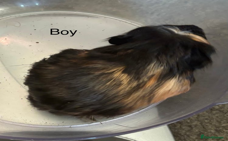 Guinea Pig rodents - Advert 2
