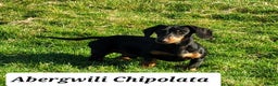 Miniature Dachshund dogs for stud: Miniature Dachshund Smooth STUD DOG in Lampeter - Advert 1