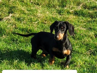 Miniature Dachshund dogs Miniature Dachshund Smooth STUD DOG in Lampeter - Advert 1
