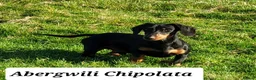 Miniature Dachshund dogs for stud: Miniature Dachshund Smooth STUD DOG in Lampeter - Advert 1