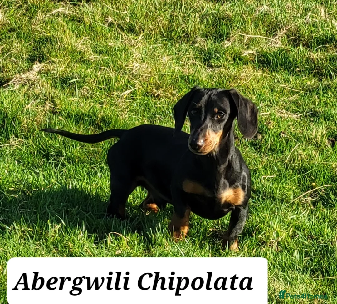 Miniature Dachshund dogs for stud: Miniature Dachshund Smooth STUD DOG in Lampeter - Advert 1