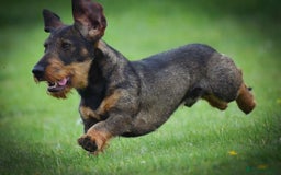 Dachshund dogs for stud: CH health tested Teckel Stud  in Skipton - Image 4