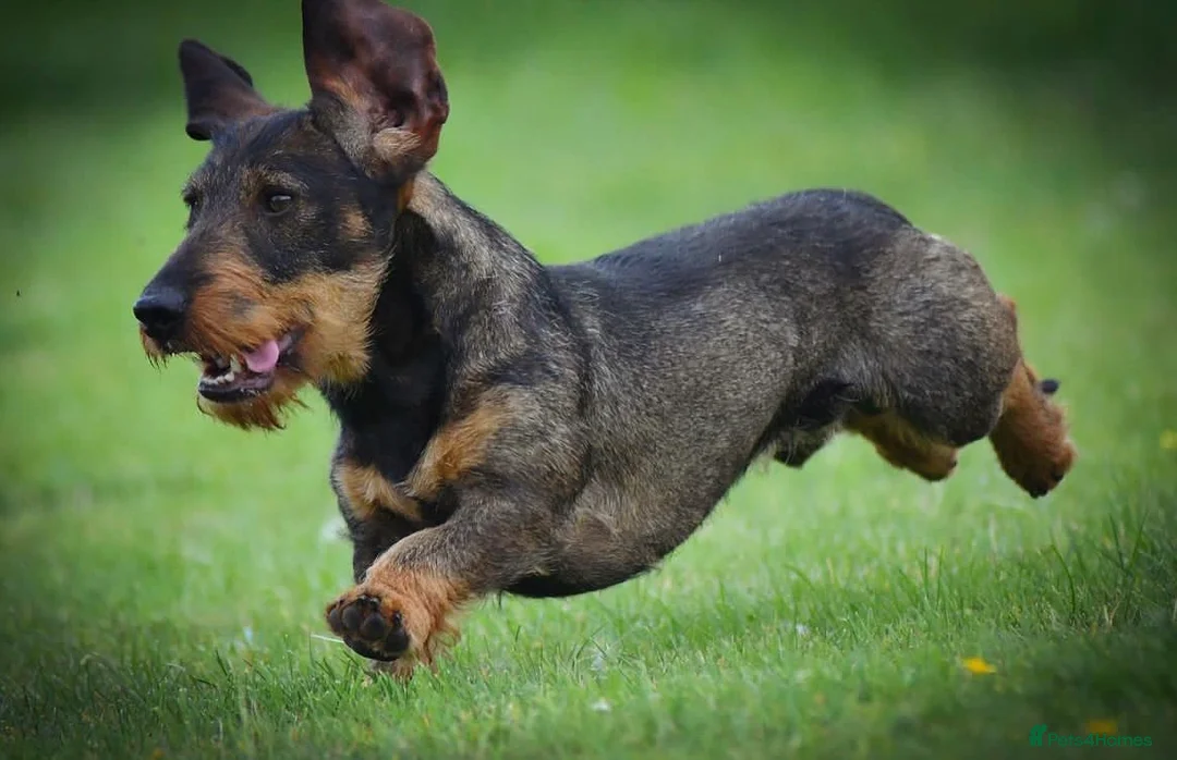 Dachshund dogs for stud: CH health tested Teckel Stud  in Skipton - Advert 4