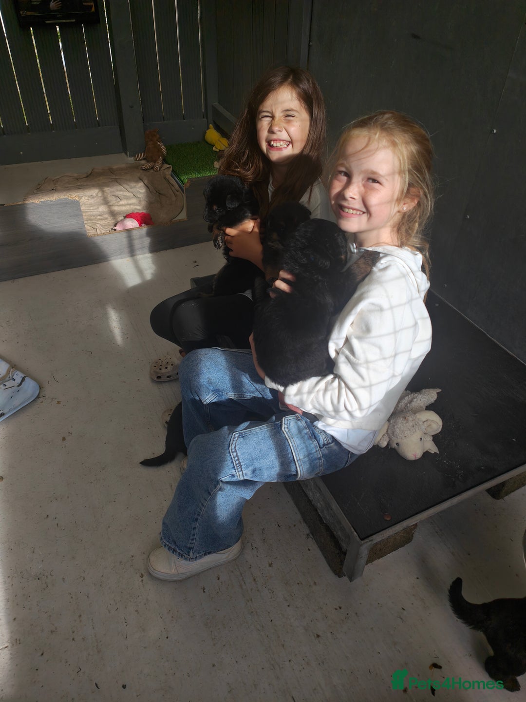 German Shepherd dogs for sale: KC GSD Puppies – Champion Bloodline Pairing - Image 8