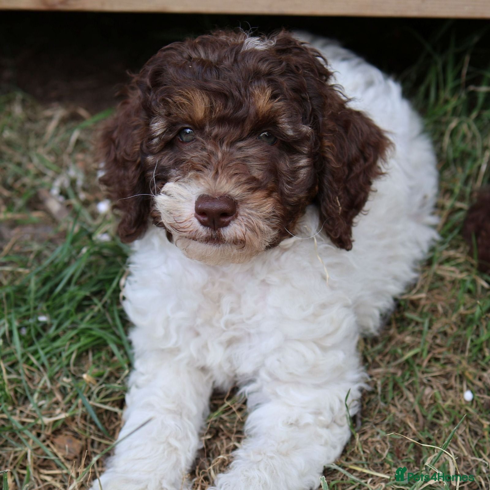 Labradoodle dogs Ready now , first vaccine complete & health check  - Advert 1