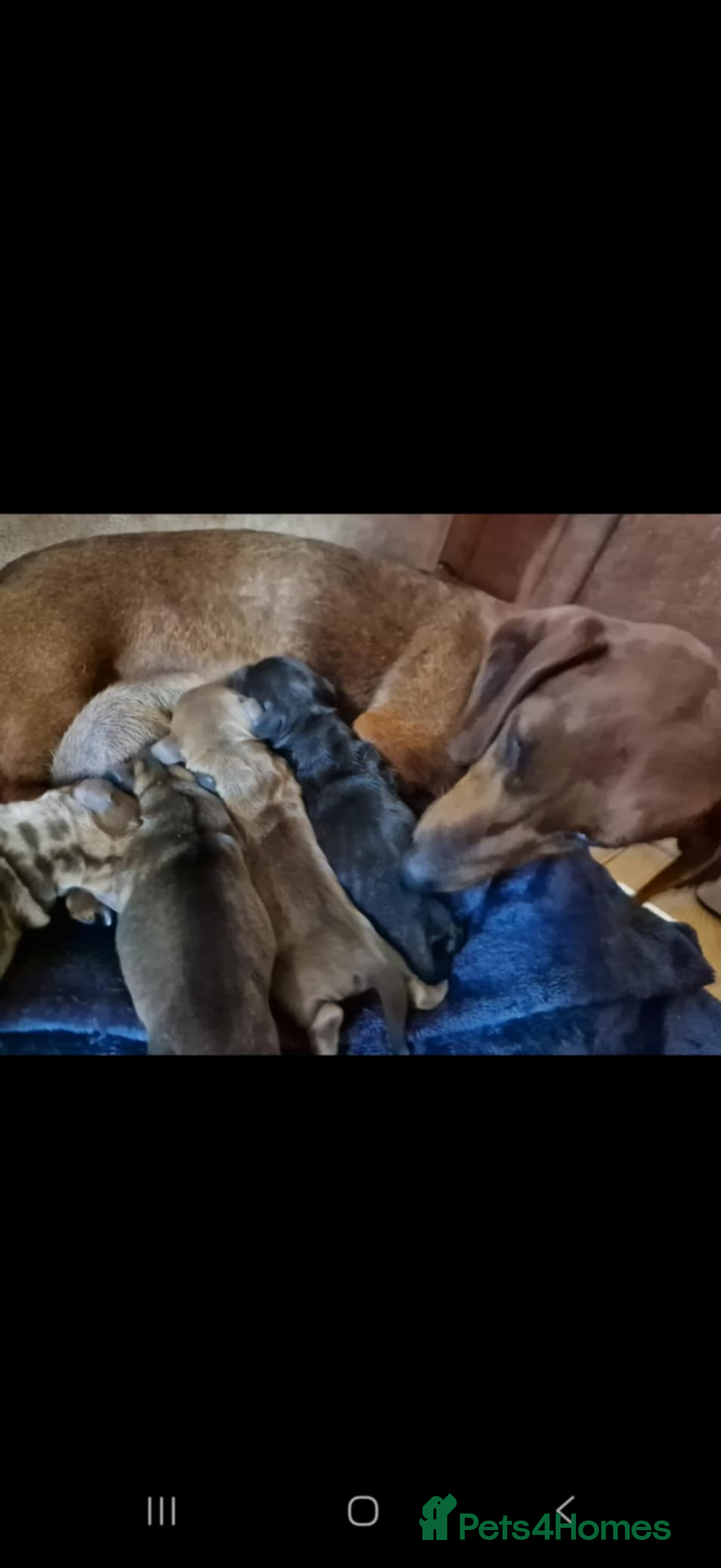 Miniature Dachshund dogs for sale: Two Adorable Girls Looking For Families  - Image 12