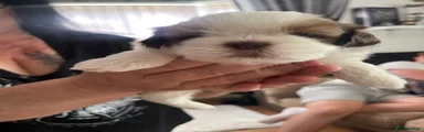 Shih Tzu 3