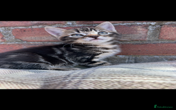 Bengal cats for sale: Beautiful Bengal Kittens  - Image 9