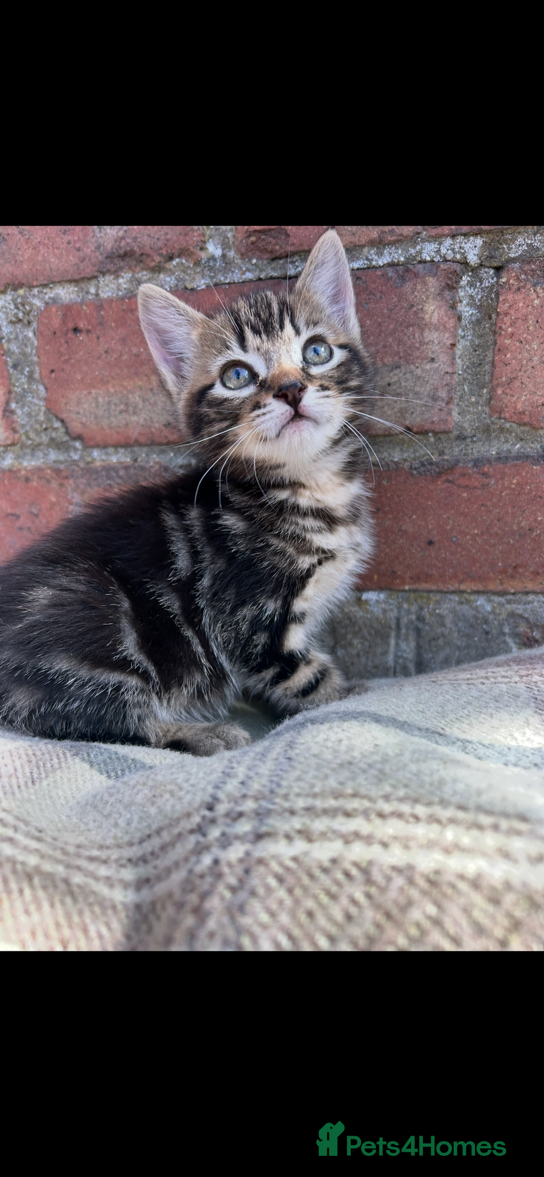 Bengal cats for sale: Beautiful Bengal Kittens  - Image 9