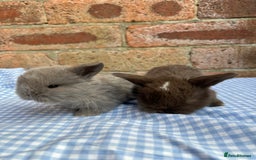 Mini Lop rabbits for sale: Beautiful Pure Bred minilops  - Image 4