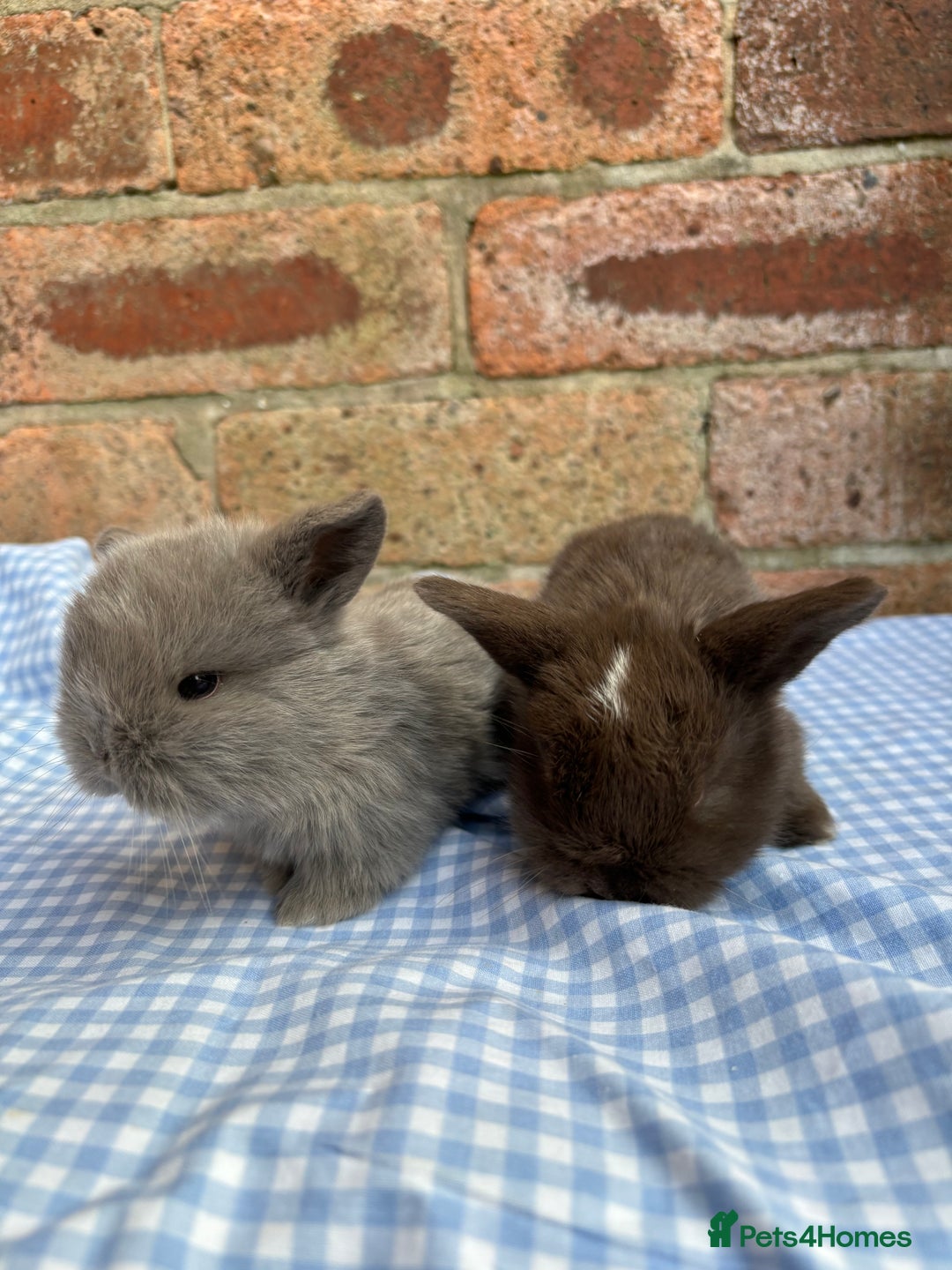 Mini Lop rabbits for sale: Beautiful Pure Bred minilops  - Image 4