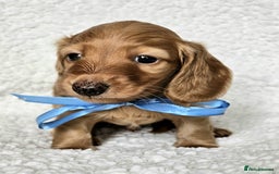 Miniature Dachshund dogs for sale: Lovely Longhaired Red Boy Available - Advert 4