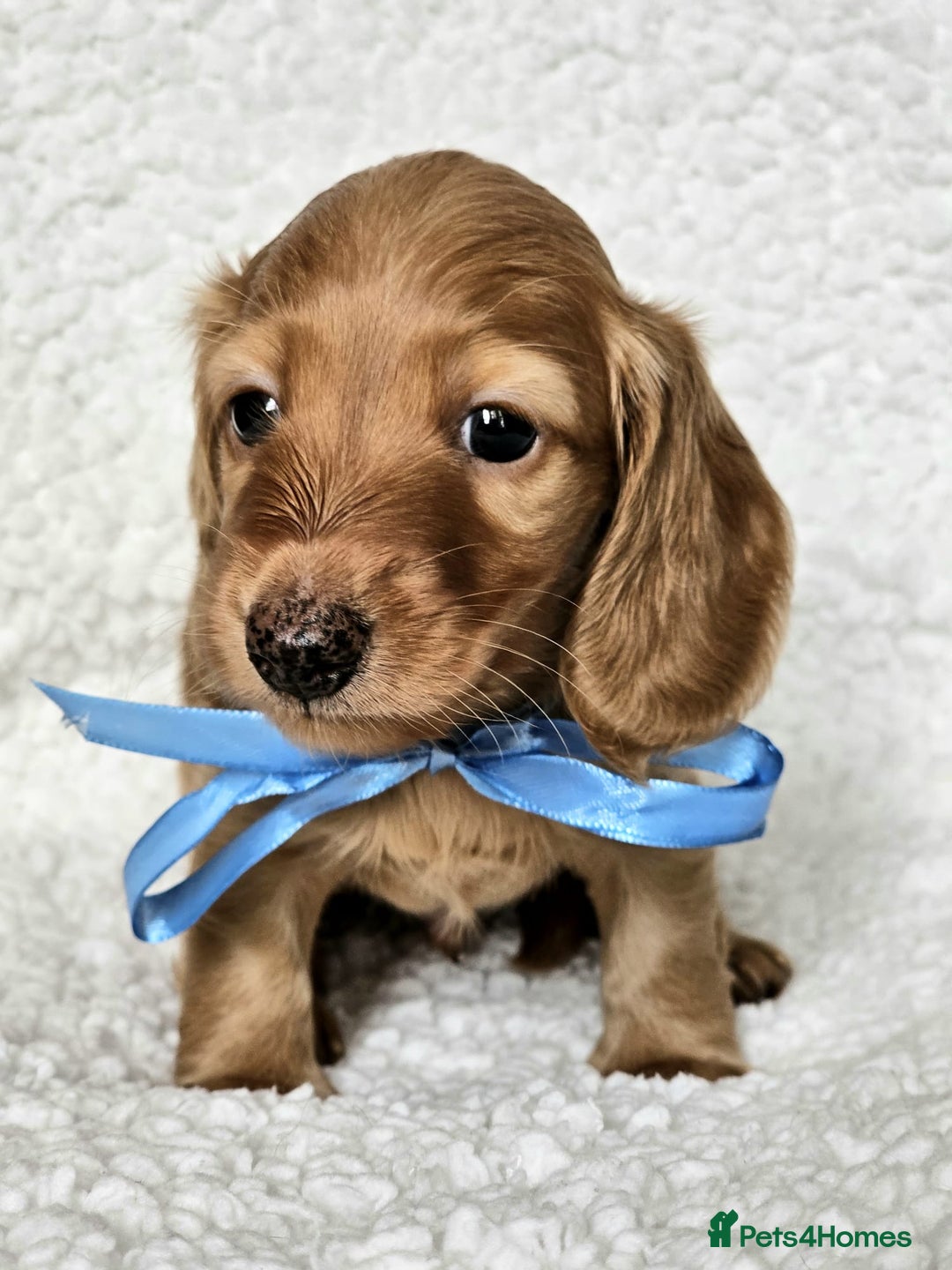 Miniature Dachshund dogs for sale: Lovely Longhaired Red Boy Available - Advert 4