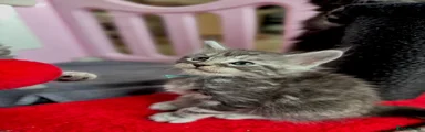 Maine Coon 5