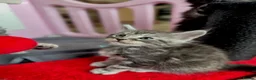Maine Coon cats for sale: ACTIVE tica Maine coon kittens - Advert 4