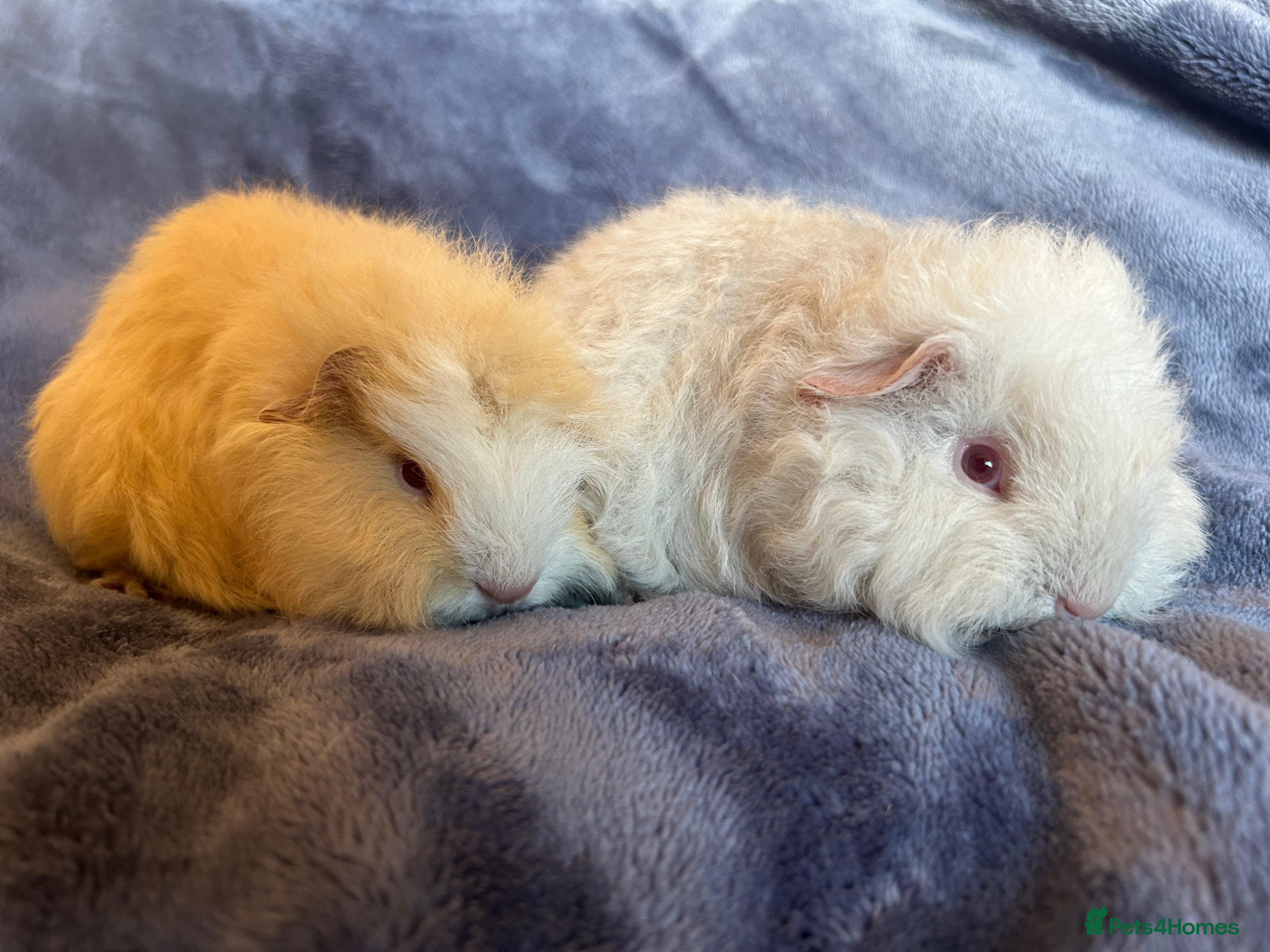 Guinea Pig rodents Swiss baby Guinea pigs  - Advert 1