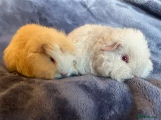 Guinea Pig rodents Swiss baby Guinea pigs - Advert 20