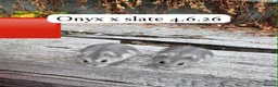Hamster rodents for sale: Beautiful baby russian hamsters Sheffield in Sheffield - Advert 7