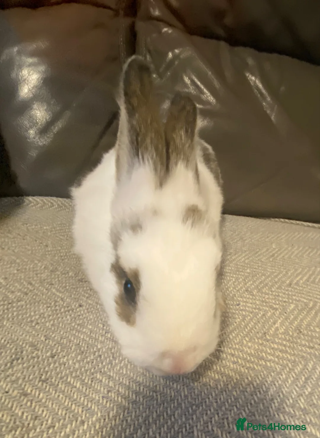 Mixed Breed rabbits for sale: Beautiful amazing rabbits  - Advert 2