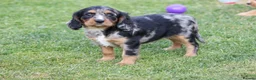Cavapoo dogs for sale: COCKERLIERPOO puppies for sale - Advert 31