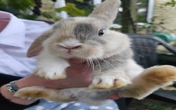 Mini Lop rabbits for sale: 4 gorgeous mini lop boys - Image 14
