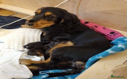 Cocker Spaniel dogs for sale: 🐾 Beautiful Show Cocker Spaniel Puppys - Image 28