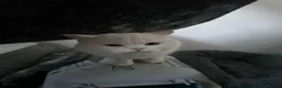 British Shorthair cats for sale: White pedigree British shorthair - Advert 3