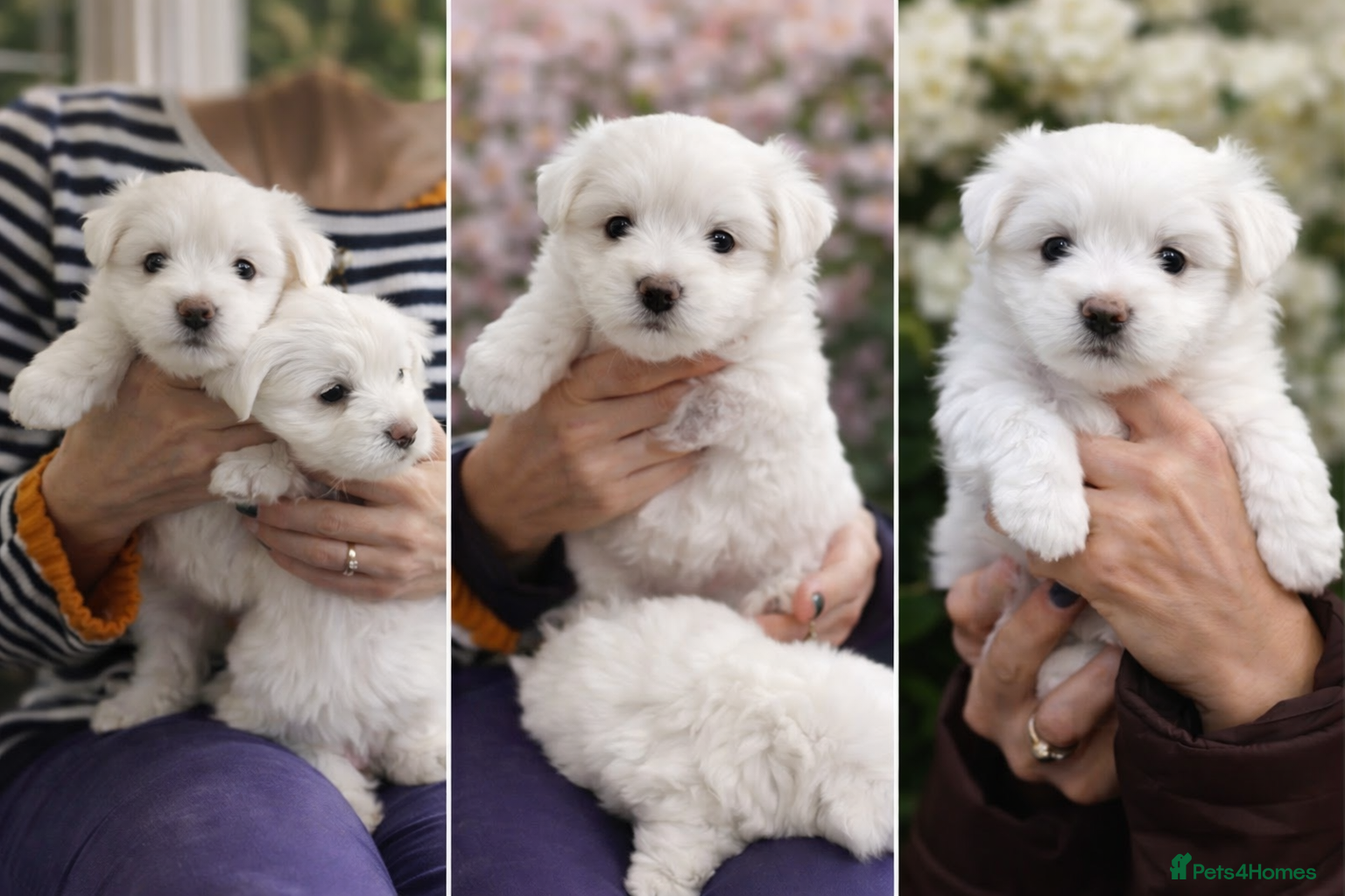 Maltese dogs Maltese puppies  - Advert 4