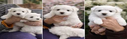 Maltese dogs for sale: Maltese puppies  - Advert 1