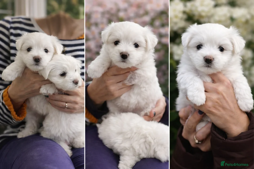 Maltese dogs for sale: Maltese puppies  - Advert 1