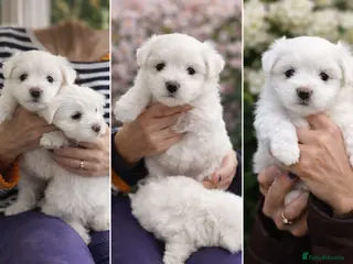Maltese dogs Maltese puppies - Advert 4