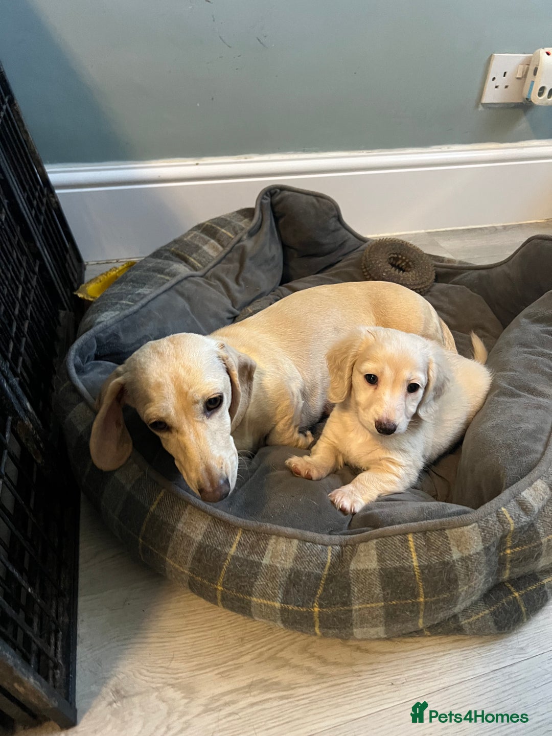Miniature Dachshund dogs for sale: Long haired English cream male mini dachshund  - Image 3