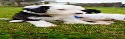 Old English Sheepdog dogs for sale: KC Registered Old English Sheepdog puppies - Advert 6
