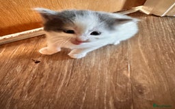 Mixed Breed cats for sale: Kittens - Image 4