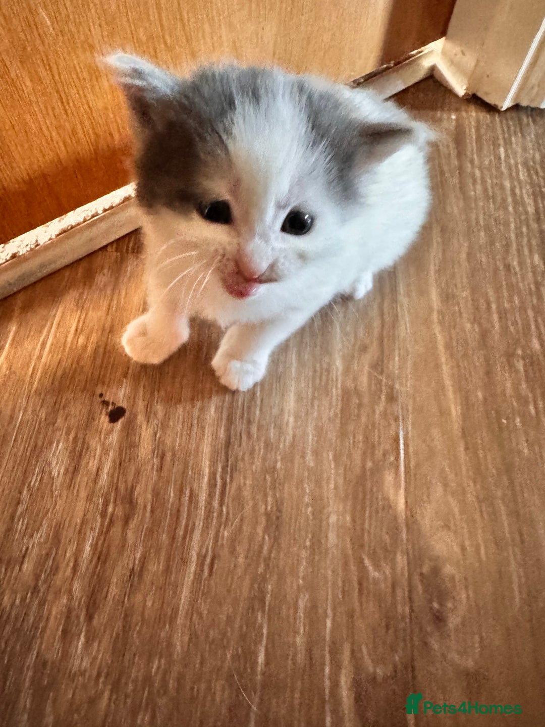 Mixed Breed cats for sale: Kittens - Image 4