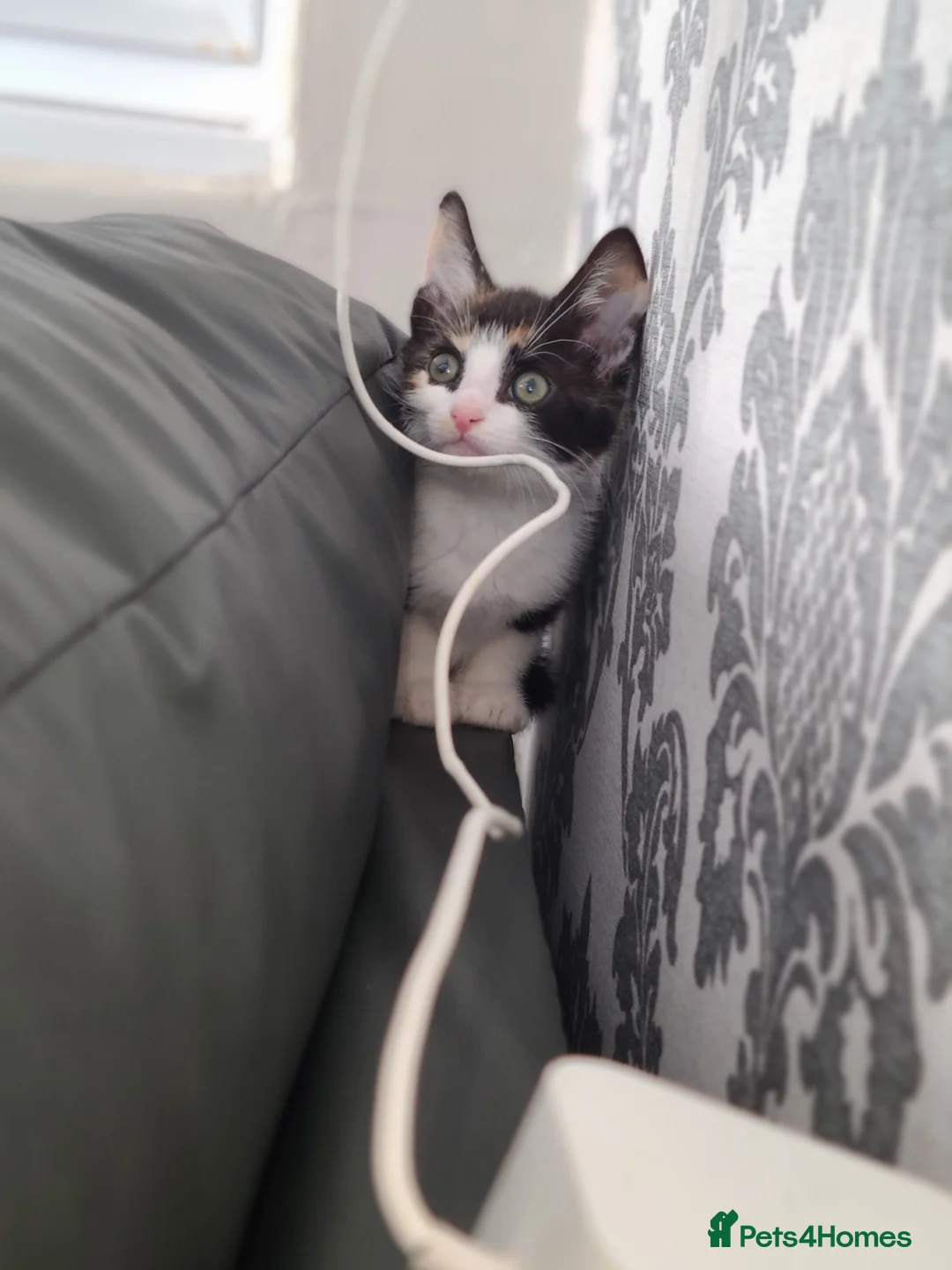 Mixed Breed cats for sale: 3 beautiful kittens ready now  - Advert 3